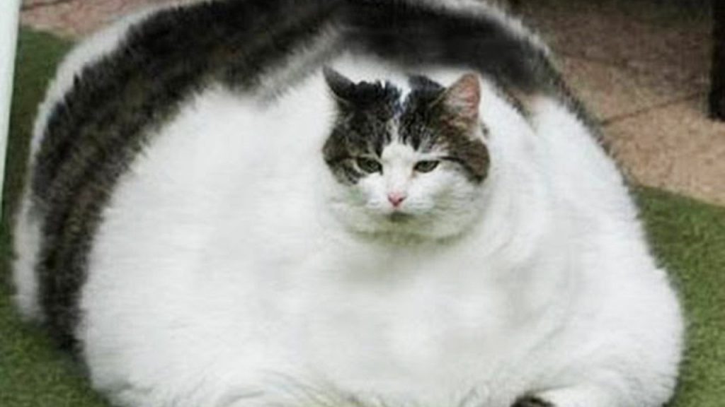 Прикольные картинки толстых людей и животных (14)