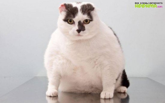 Прикольные картинки толстых людей и животных (15)