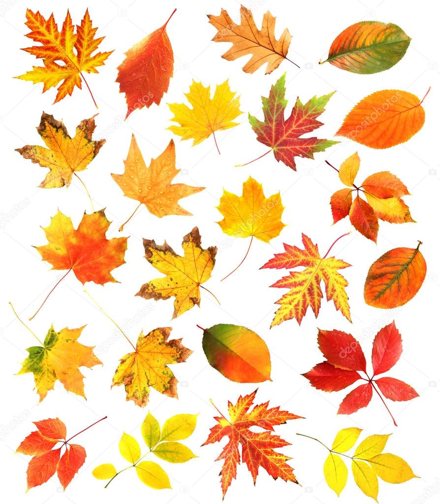 Удивительные коллажи из осенних листьев (1)