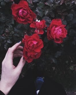 Девушки с розами в руках фото на аву010