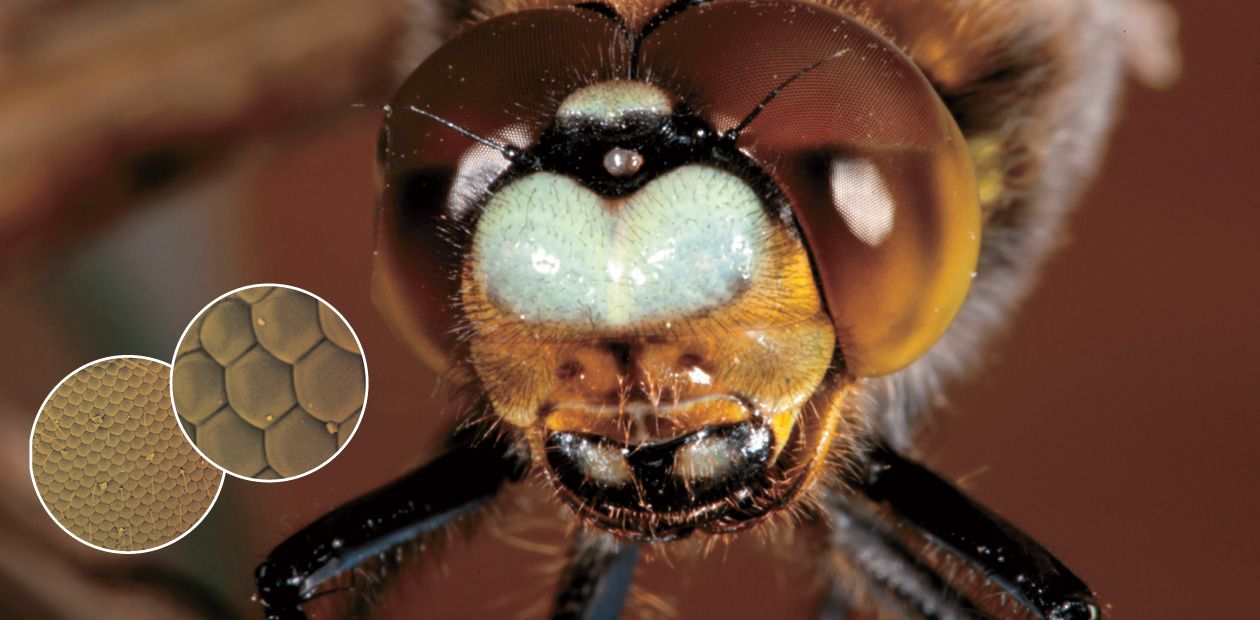 Как устроено зрение ночных насекомых (1)