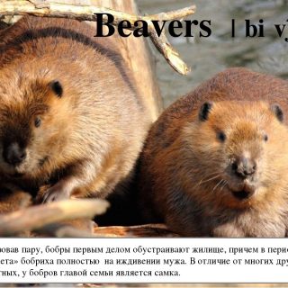 Картинки и фото на День европейского бобра (Eurasian Beaver Day)019