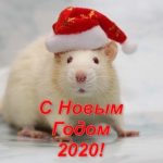 Картинки крыски на Новый год 2020