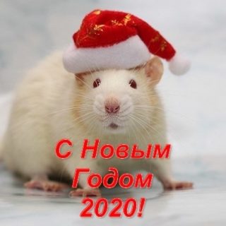 Картинки крыски на Новый год 2020007