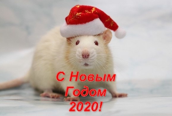 Картинки крыски на Новый год 2020007