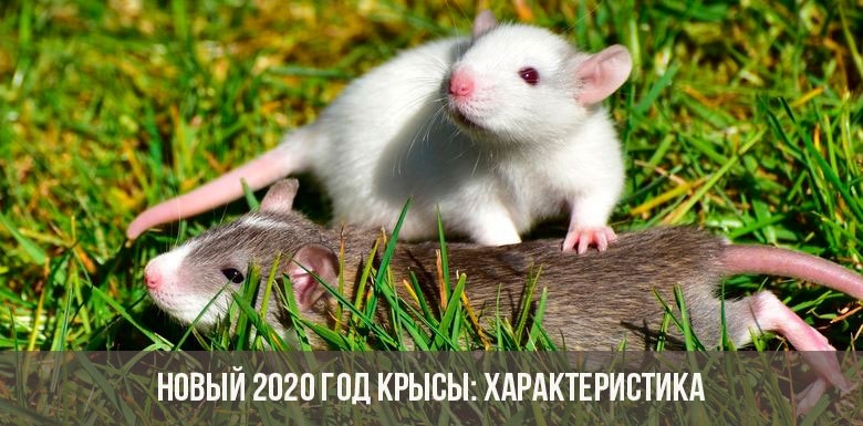 Картинки крыски на Новый год 2020009