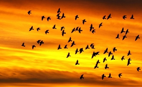 Картинки на день мигрирующих птиц016