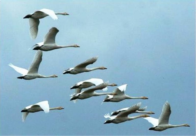 Красивые картинки на Всемирный день мигрирующих птиц002
