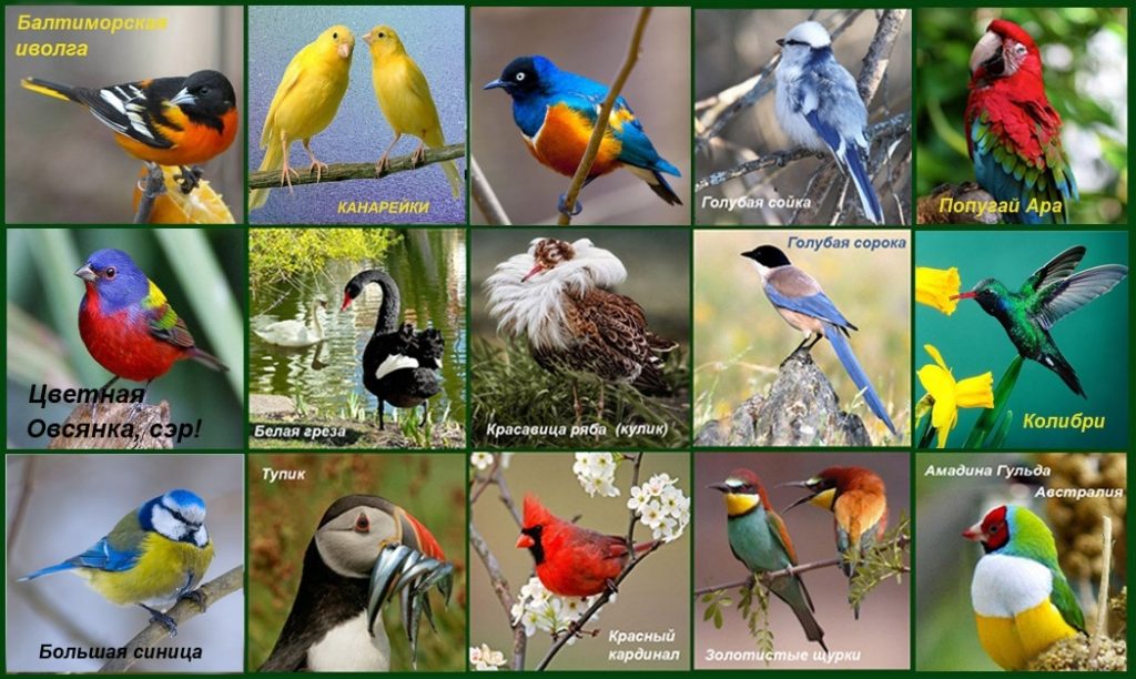 Красивые картинки на Всемирный день мигрирующих птиц003