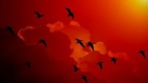 Красивые картинки на Всемирный день мигрирующих птиц006