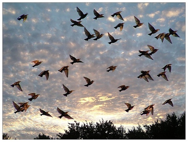 Красивые картинки на Всемирный день мигрирующих птиц009