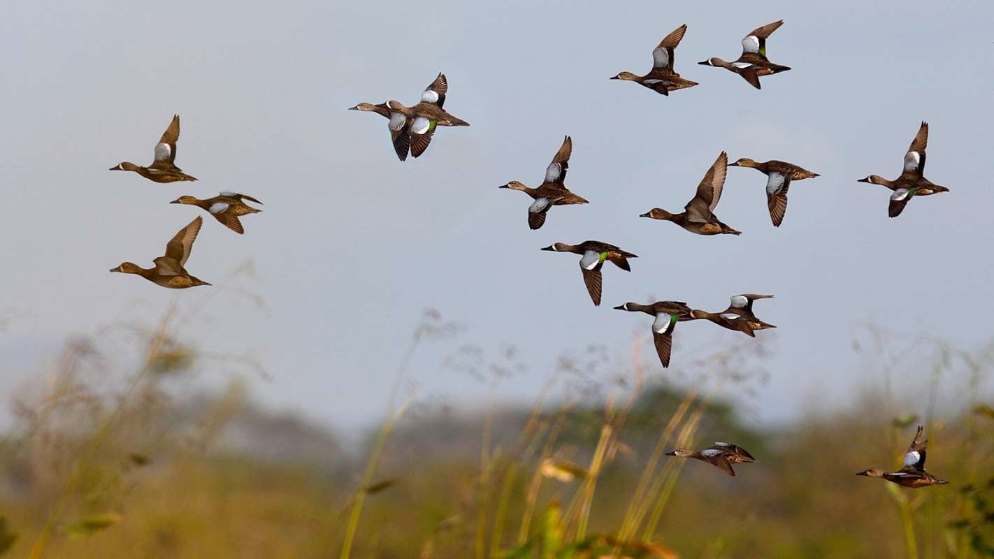 Красивые картинки на Всемирный день мигрирующих птиц013