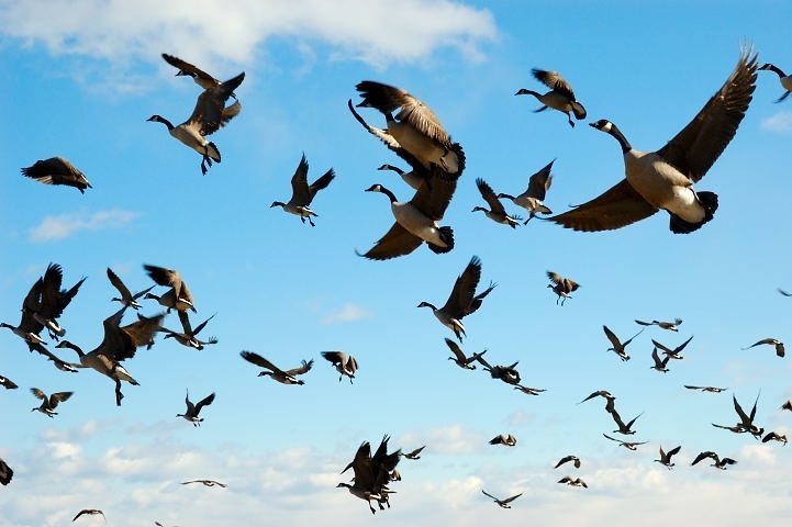 Красивые картинки на Всемирный день мигрирующих птиц015