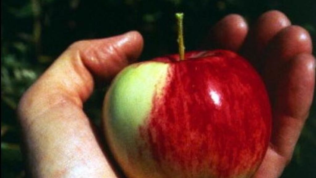 Красивые картинки на День яблока в Англии005