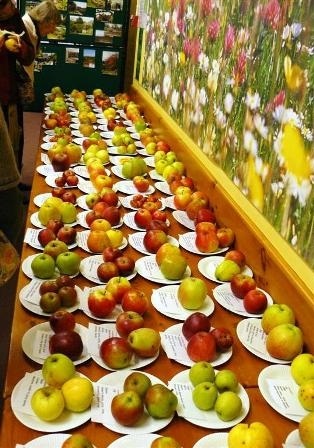 Красивые картинки на День яблока в Англии013