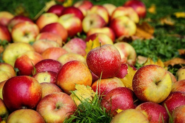 Красивые картинки на День яблока в Англии014