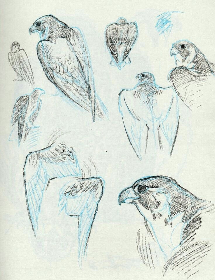 Наброски и зарисовки животных и птиц003