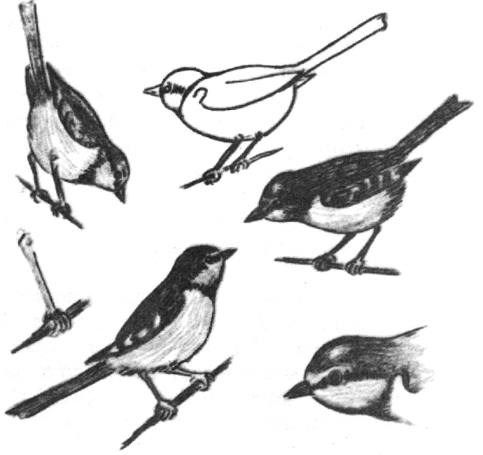 Наброски и зарисовки животных и птиц004