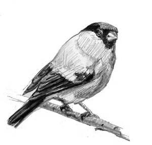 Наброски и зарисовки животных и птиц016