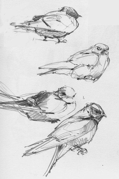 Наброски и зарисовки животных и птиц018