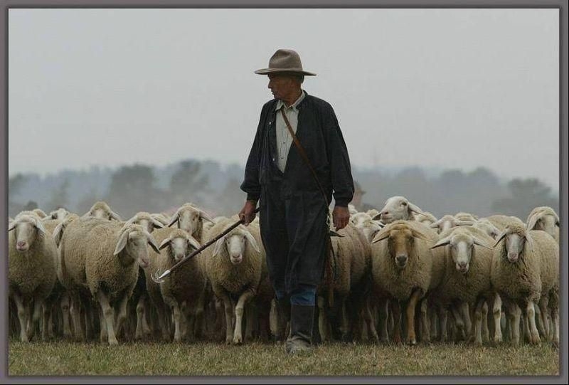 Пастух и овцы картина017