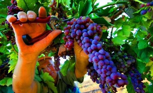 Фестиваль винограда в Марино012