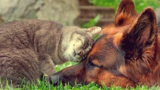Картинки на Всемирный день домашних животных (3)