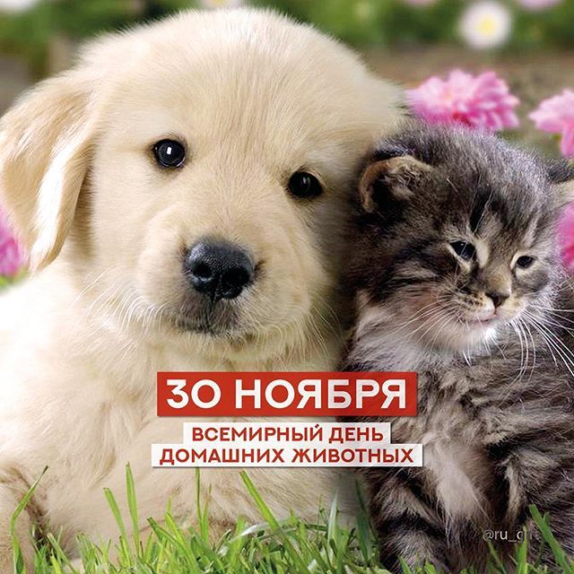 Картинки на Всемирный день домашних животных (1)