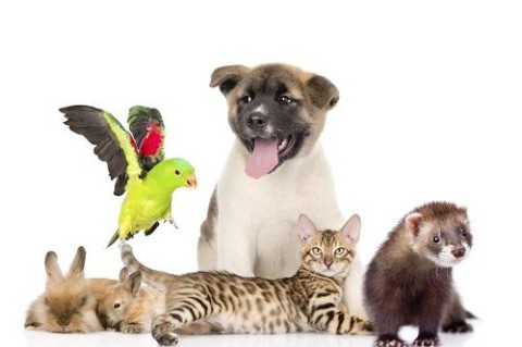 Картинки на Всемирный день домашних животных (9)