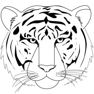 Красивые рисунки тигра для срисовки002