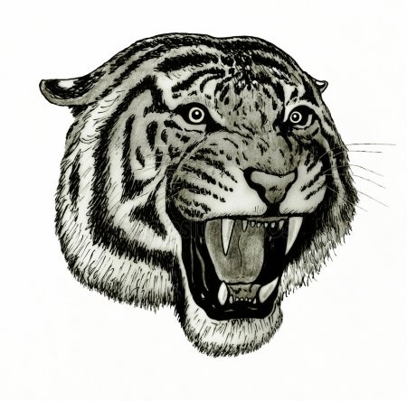 Красивые рисунки тигра для срисовки005