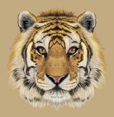 Красивые рисунки тигра для срисовки008