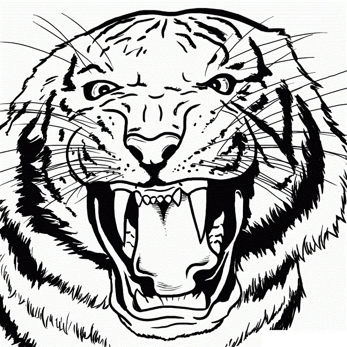 Красивые рисунки тигра для срисовки009