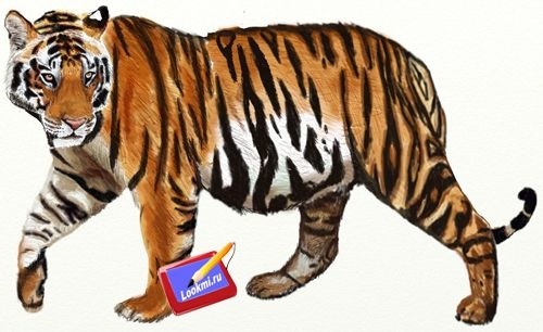 Красивые рисунки тигра для срисовки011