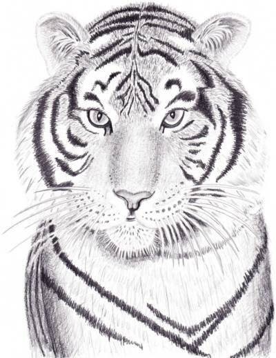 Красивые рисунки тигра для срисовки012