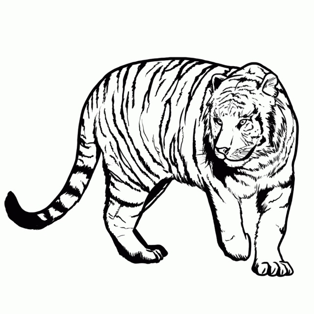Красивые рисунки тигра для срисовки020