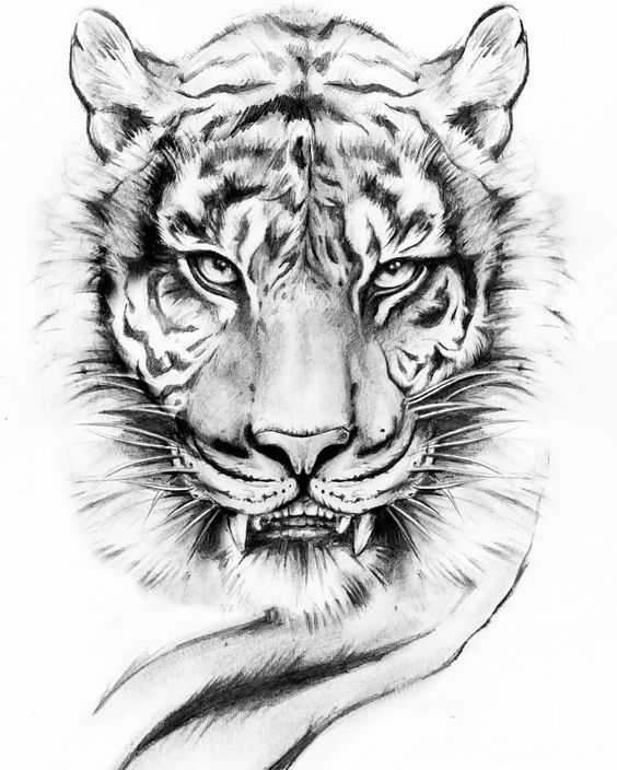 Красивые рисунки тигра для срисовки023