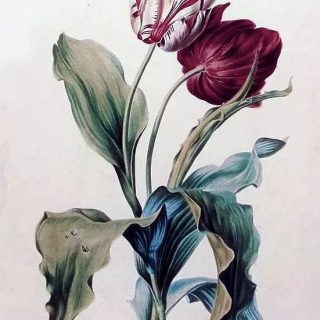 Красивые рисунки цветов для срисовки (14)
