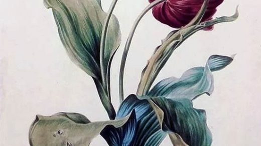 Красивые рисунки цветов для срисовки (14)