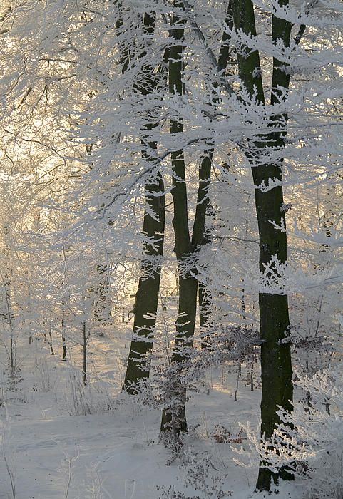 Лучшие картинки зимы на телефон (14)