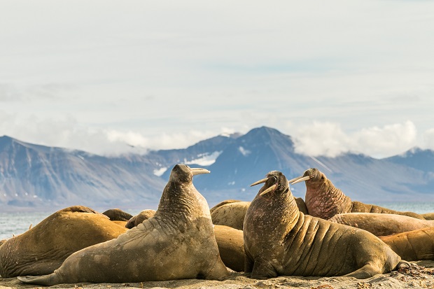 Group of walruses on Prins Karls Forland, Svalbard