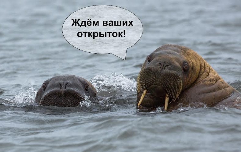 Прикольные картинки на День моржа в России (23)