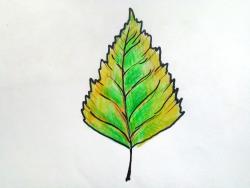 Рисунки как нарисовать осенний лист карандашом (28)