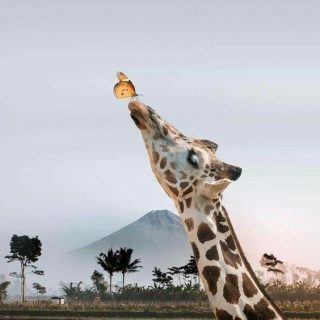 Зачем жирафу такая длинная шея