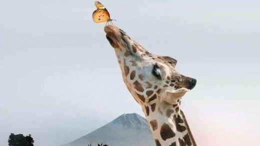 Зачем жирафу такая длинная шея