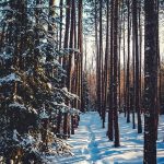 Зимний лес красивые обои для рабочего стола
