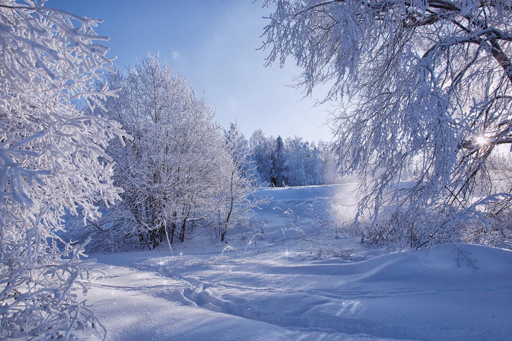 Зимний лес красивые обои для рабочего стола (4)