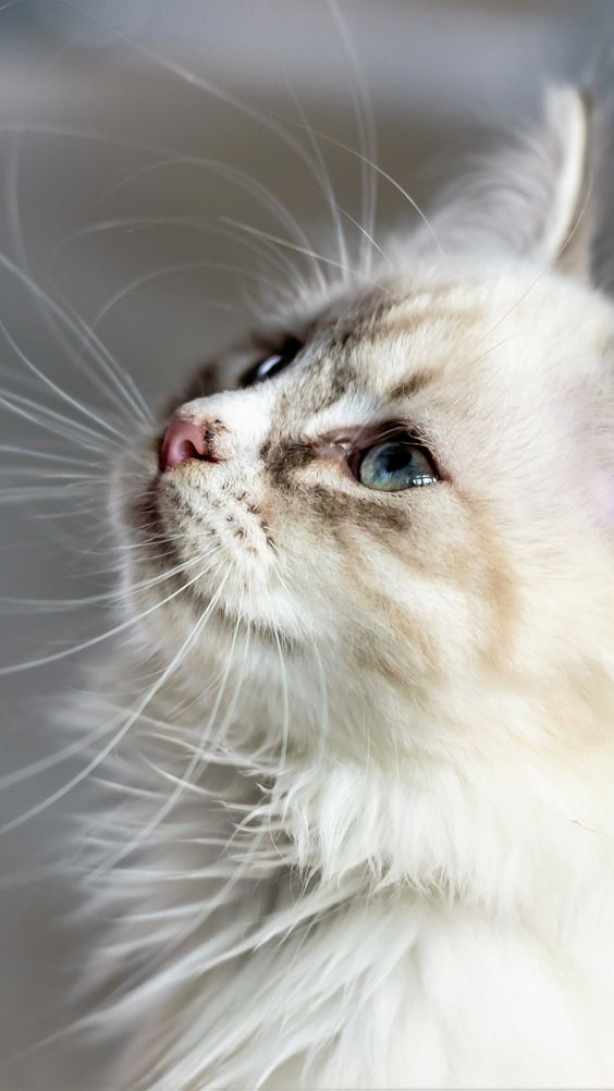 Красивые фотографии глаз кошек в отличном качестве (1)