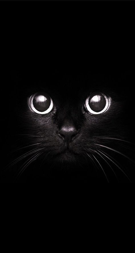 Красивые фотографии глаз кошек в отличном качестве (10)