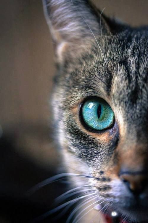 Красивые фотографии глаз кошек в отличном качестве (11)